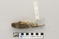 Carpodacus purpureus image