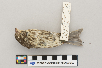 Carpodacus purpureus image