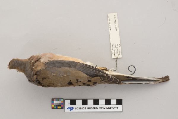 Columbidae image