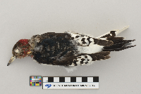 Melanerpes erythrocephalus image