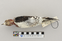 Melanerpes erythrocephalus image