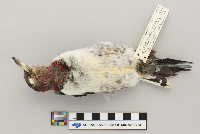 Melanerpes erythrocephalus image