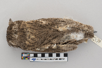 thumbnail image of current specimen