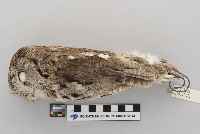 thumbnail image of current specimen
