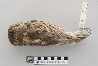 thumbnail image of current specimen