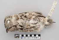 thumbnail image of current specimen