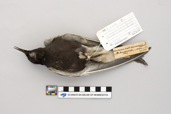 Chlidonias niger surinamensis image