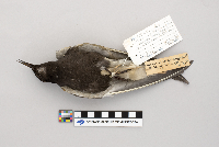 Media resource of Chlidonias niger