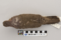 Leptotila verreauxi image