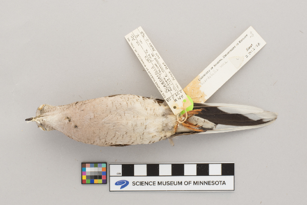 Columbina inca image