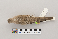 Columbina inca image