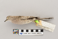 Columbina inca image