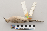 Columbina inca image