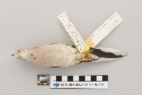 Image of Columbina inca