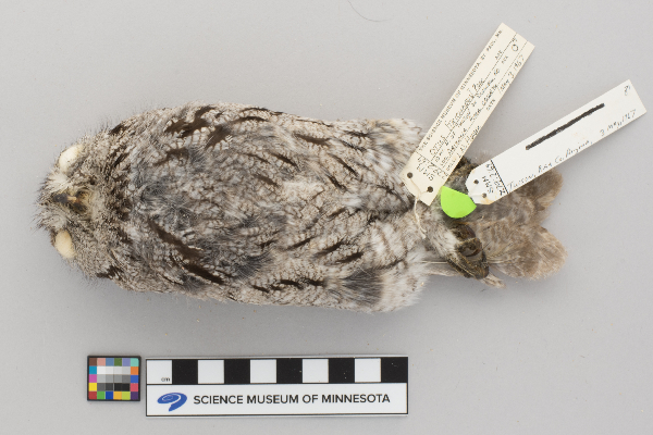 Otus trichopsis image