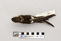 Aeronautes saxatalis image