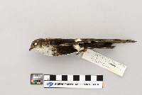 Aeronautes saxatalis image