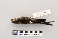 Aeronautes saxatalis image
