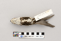 Media resource of Aeronautes saxatalis