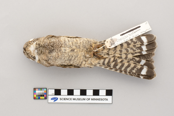 Chordeiles acutipennis image