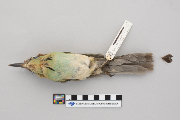 Momotus mexicanus image