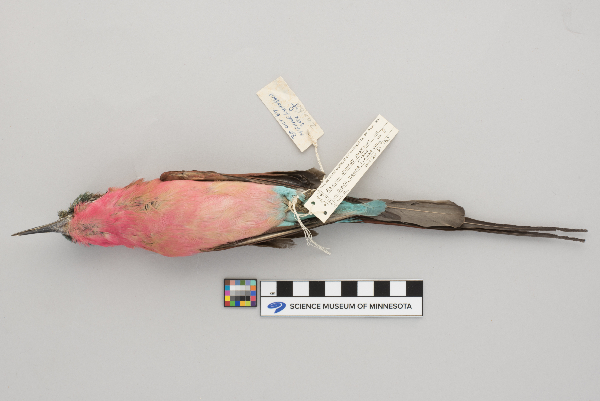 Merops nubicoides image