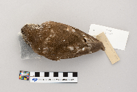 Aegolius acadicus image