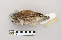 Aegolius acadicus image