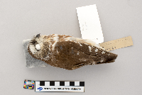 Aegolius acadicus image