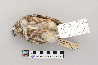Aegolius acadicus image