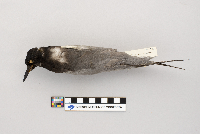 Chlidonias niger image