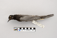 Chlidonias niger image