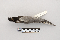 Chlidonias niger image