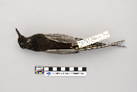 Chlidonias niger image