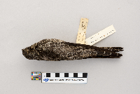 Chordeiles minor image