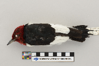 Melanerpes erythrocephalus image