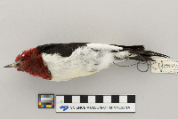 Melanerpes erythrocephalus image