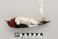 Melanerpes erythrocephalus image