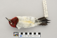 Melanerpes erythrocephalus image