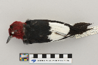 Melanerpes erythrocephalus image