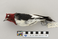 Melanerpes erythrocephalus image