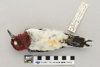 Melanerpes erythrocephalus image