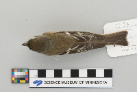 Empidonax minimus image