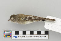 Empidonax minimus image