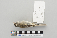 Empidonax minimus image
