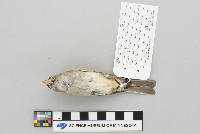 Empidonax minimus image