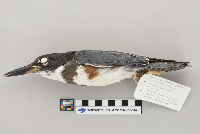 Ceryle alcyon image