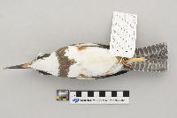 Ceryle alcyon image