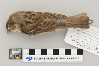 Passer domesticus image