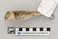 Passer domesticus image